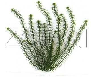 Tetra Искусственное растение Anacharis №2