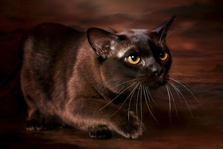 Все о бурманской кошке: описание породы, питание, уход, фото