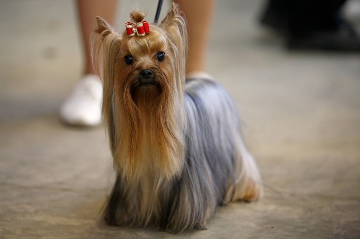 Йоркширский терьер: фото галерея породы собаки