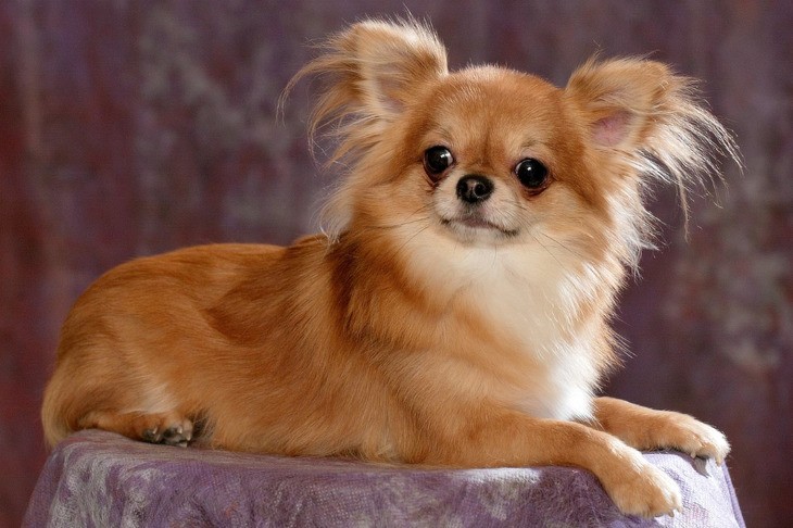 Чихуахуа: описание породы с фото, характер собаки