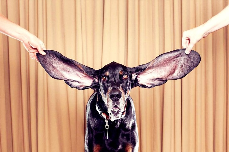 Как ухаживать за ушами собак?