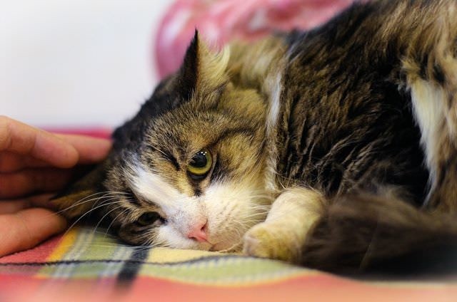 Как предупредить или распознать болезни желудка у кошек?