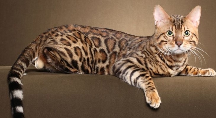 Бенгальская кошка: особенности характера и ухода