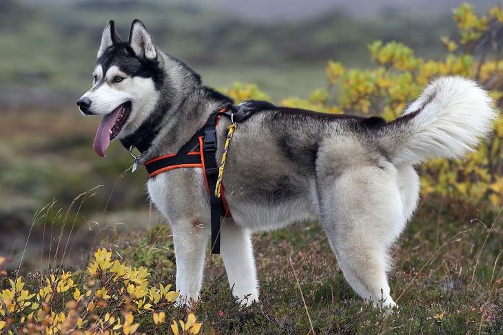 Сибирский Хаски: фото, описание, характер, цена собаки, отзывы