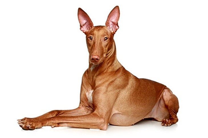 Фараонова собака: описание породы, фото