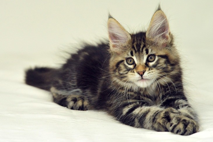 Котята Мейн Кун: описание породы, характер, окрасы, фото
