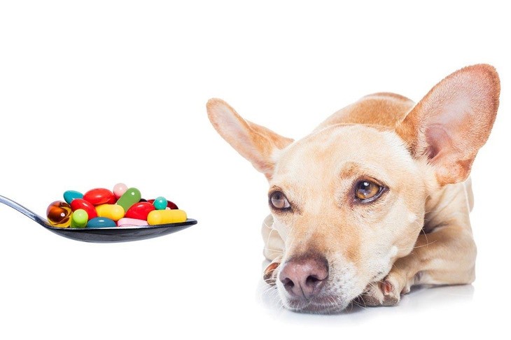 Какими витаминами и когда нужно поддержать иммунитет собаки