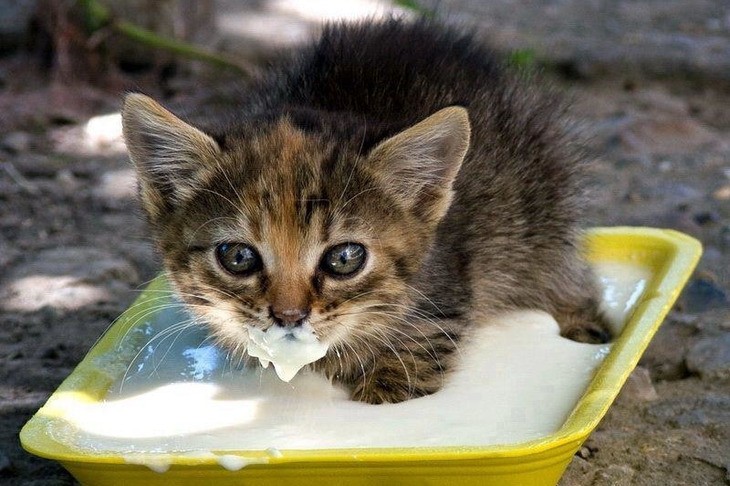 Что делать, если у кошки не хватает молока? - Питомник рэгдоллов в Москве Valley Tuberose
