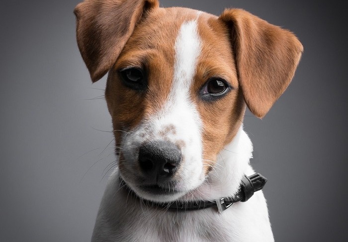 Маленькие породы собак всех размеров с фото и названиями | Блог зоомагазина вторсырье-м.рф