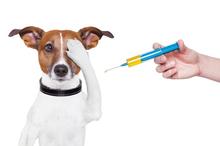 Как сделать игрушку для собаки своими руками: 10 способов порадовать шерстяного любимца