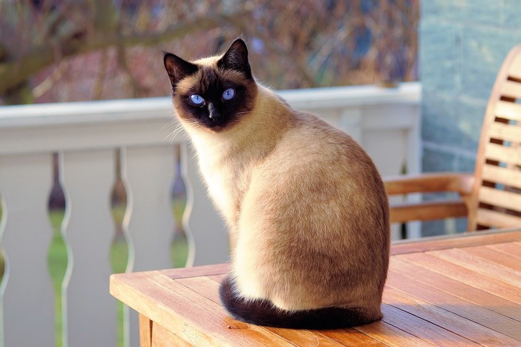Все о сиамских кошках: описание породы, характер и поведение, уход