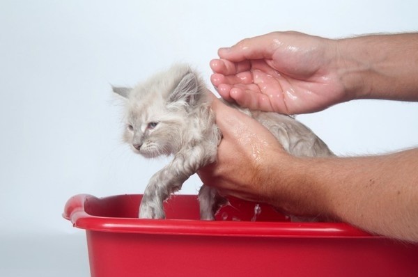 Как часто можно мыть кошку?