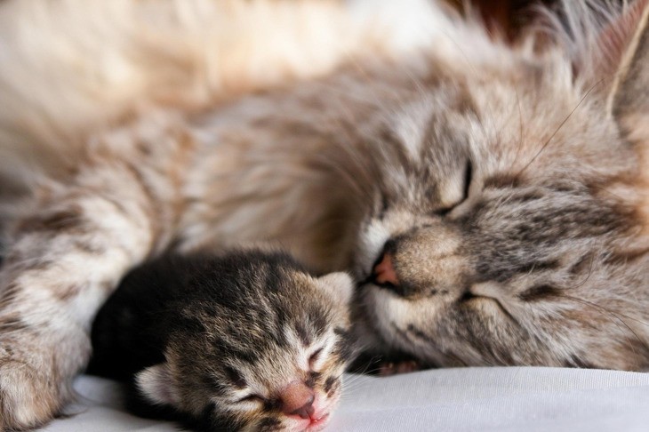 Роды у кошки: признаки начала и процесс родов