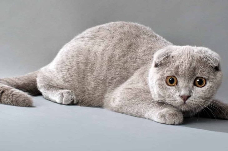 Шотландские вислоухие кошки: описание породы, характер, фото