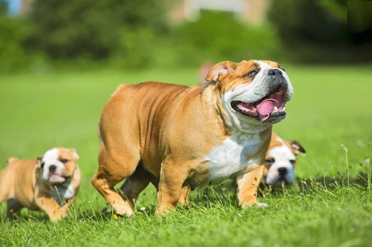 Anglijskij Buldog O Haraktere Osobennostyah Porody I Uhode