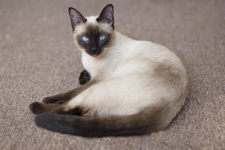 Все о тайской кошке: описание породы, характер, уход, фото