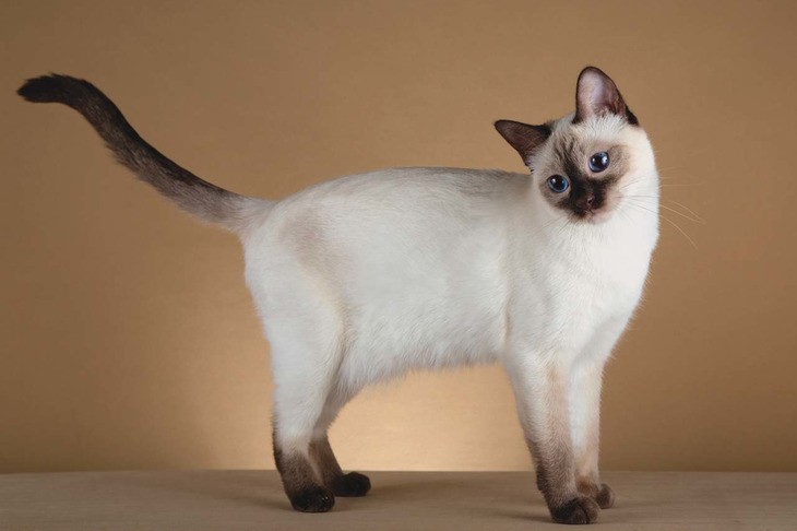 Бурманская короткошерстная кошка: описание породы и характера