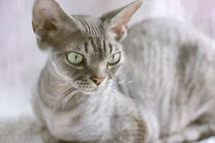 Гипоаллергенные породы кошек - описание и фото