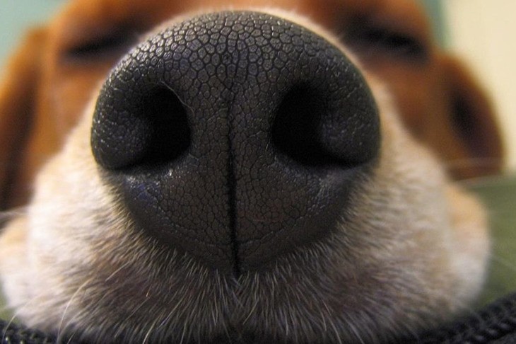 У собаки сухой нос. Что это значит?