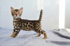 Кошки, коты и котята породы Европейская короткошерстная в Чумаках