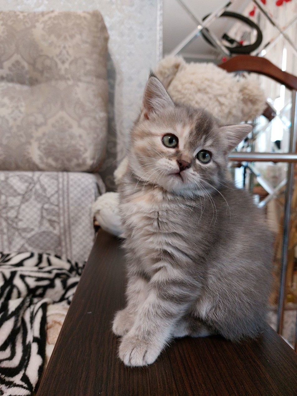 Шотландская прямоухая кошка , Британская короткошёрстная, Кошки купить в  Минске