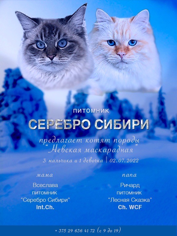 Невские Маскарадные котята, Невская маскарадная Котята, Кошки купить в  Минске