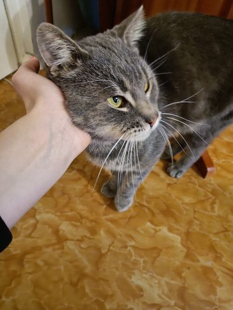 Милый котик в добрые руки