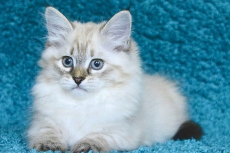 Сибирские я(Невские Маскарадные)котята 