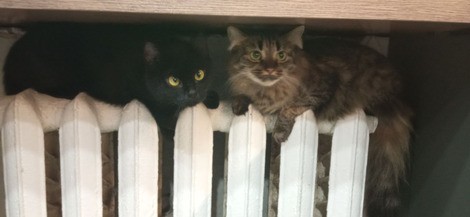 Две маленькие кошки ищут дом