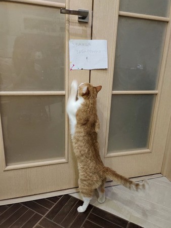 Кошка Перси (6 лет) срочно ищет новый дом