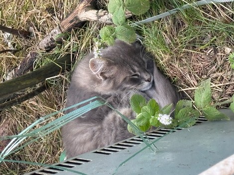 Котята в дар / симпатичные котята / разный окрас шерсти