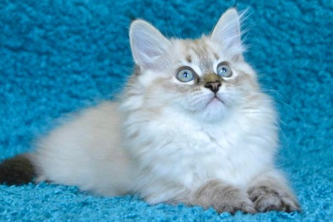 Сибирские я(Невские Маскарадные)котята 