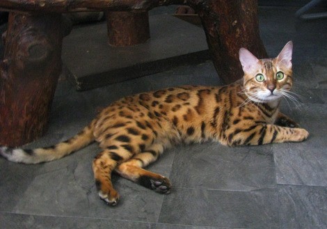 Бенгальский кот розетка на золоте.