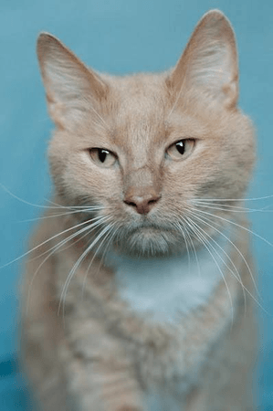 Рыжий кот ЮНИС – сладкий нос