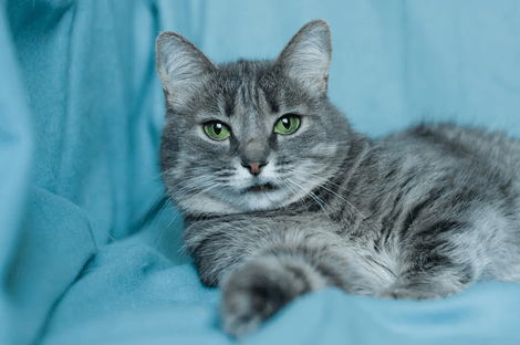 кошка ЭЙНА – зеленоглазая фея