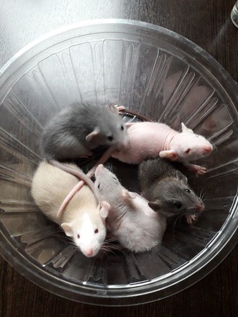 Отдаются в дар малыши- крысята! Возраст 1,5 месяца. 
