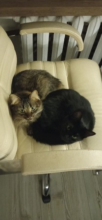 Две маленькие кошки ищут дом
