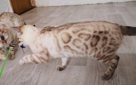 Бенгальский котенок мальчик