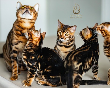 Клубные бенгальские котята из питомника