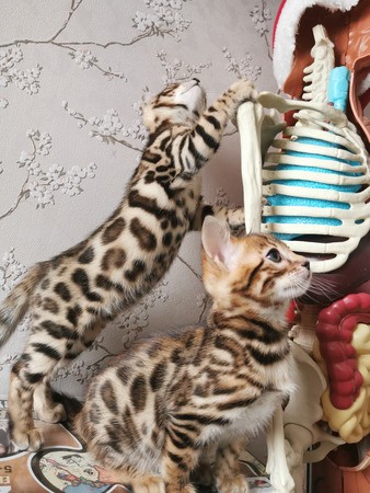 Бенгальские котята, 2 мальчика и 1 девочка