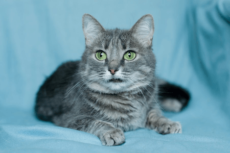 кошка ЭЙНА – зеленоглазая фея