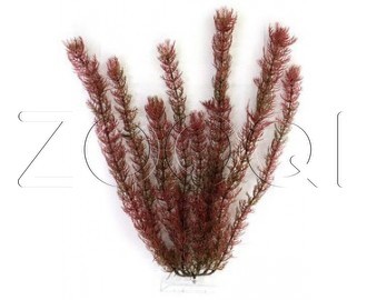Искусственное растение Tetra Red Foxtail №3 (30 см)