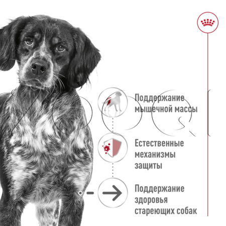 Royal Canin Medium Ageing для собак (паштет), 410 г