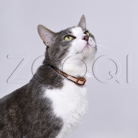 Барс Ошейник инсектоакарицидный для кошек