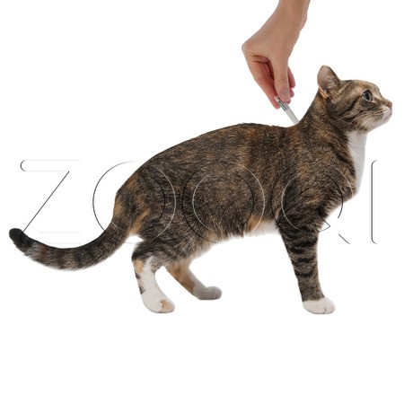 Адвантейдж Капли для котят и кошек