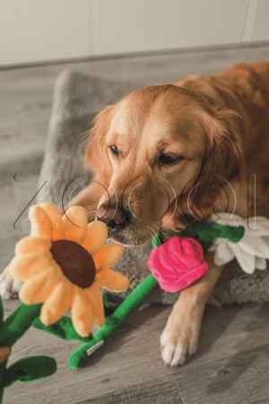 Beeztees Игрушка для собак «Цветок Дэйзи»