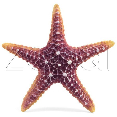 Laguna Грот "Морская звезда",160*160*30мм