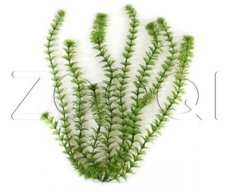 Искусственное растение Tetra Ambulia №2 (23 см)