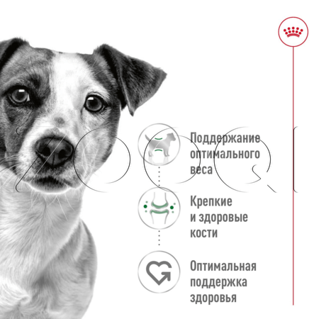 Royal Canin Mini Adult для собак (паштет), 195 г