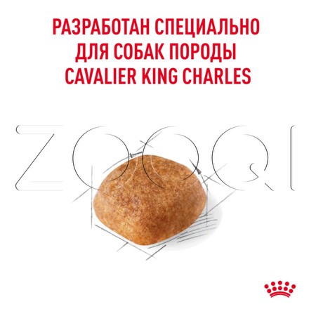 Royal Canin Cavalier King Charles Adult